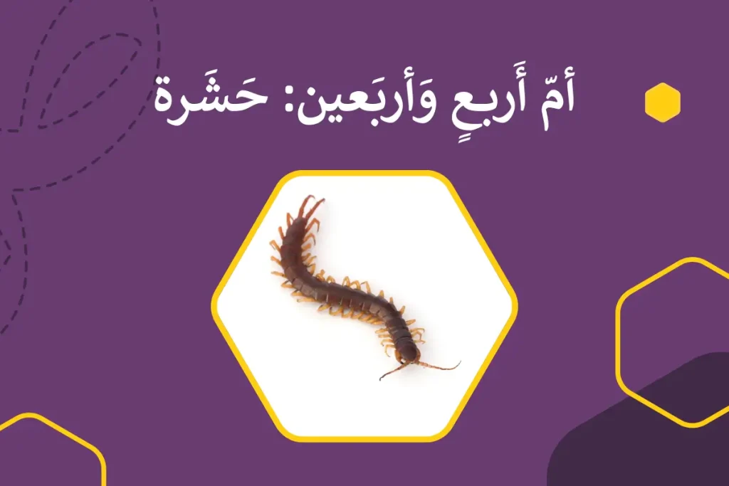 centipede