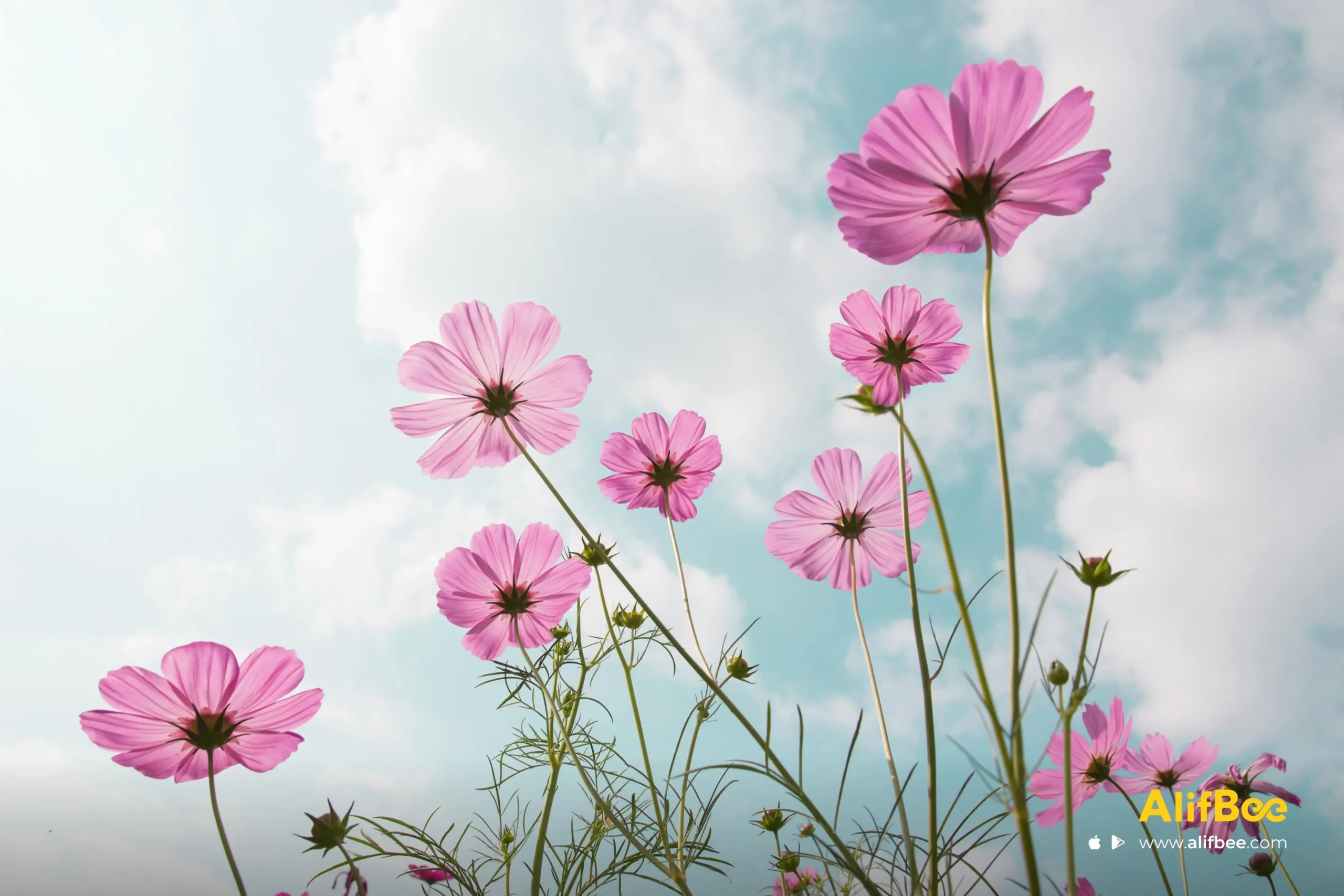 Top 25 Noms de Fleurs en Arabe – Un Guide des Plus Belles Fleurs en Arabe